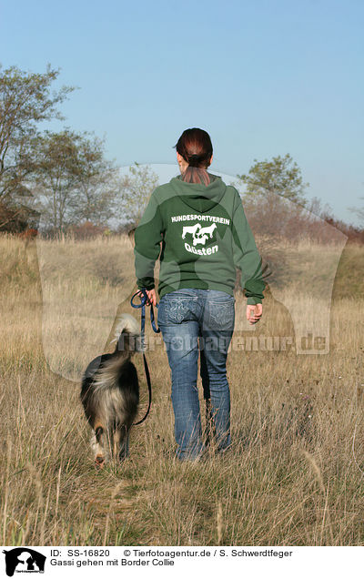 Gassi gehen mit Border Collie / SS-16820