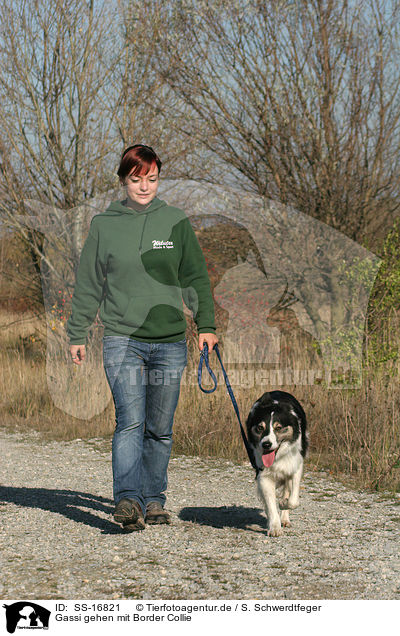 Gassi gehen mit Border Collie / SS-16821