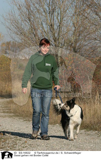 Gassi gehen mit Border Collie / SS-16822
