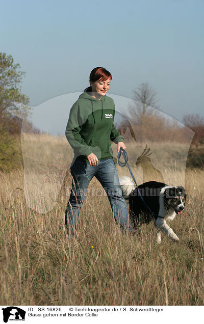 Gassi gehen mit Border Collie / walk the dog / SS-16826