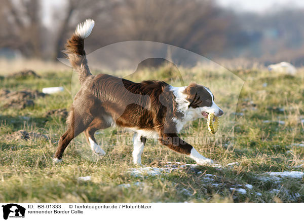 rennender Border Collie / running Border Collie / BS-01333