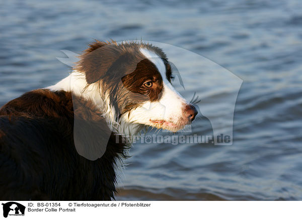 Border Collie Portrait / BS-01354