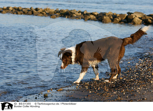 Border Collie Hnding / female Border Collie / BS-01355