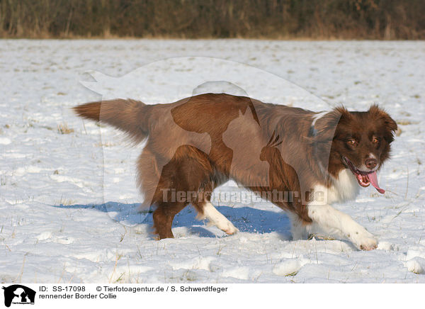 rennender Border Collie / running Border Collie / SS-17098