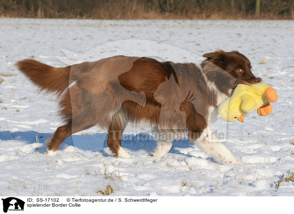 spielender Border Collie / playing Border Collie / SS-17102