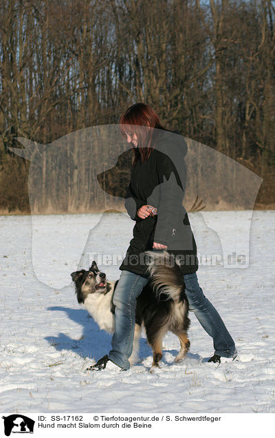 Hund macht Slalom durch die Beine / dog makes Slalom through legs / SS-17162
