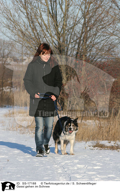 Gassi gehen im Schnee / walk the dog in the snow / SS-17188