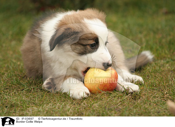 Border Collie Welpe / Border Collie puppy / IF-03697