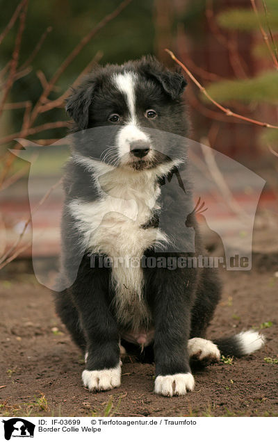 Border Collie Welpe / Border Collie puppy / IF-03699