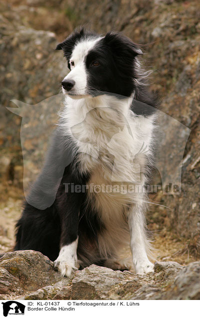 Border Collie Hndin / female Border Collie / KL-01437
