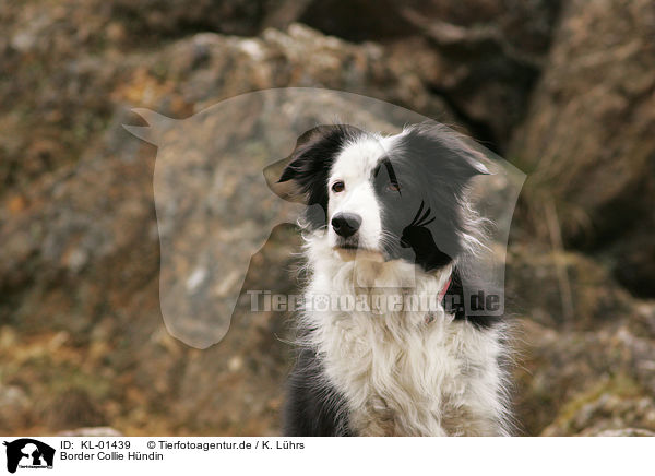 Border Collie Hndin / female Border Collie / KL-01439