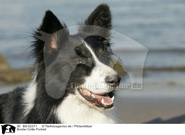 Border Collie Portrait / Border Collie Portrait / BS-02371