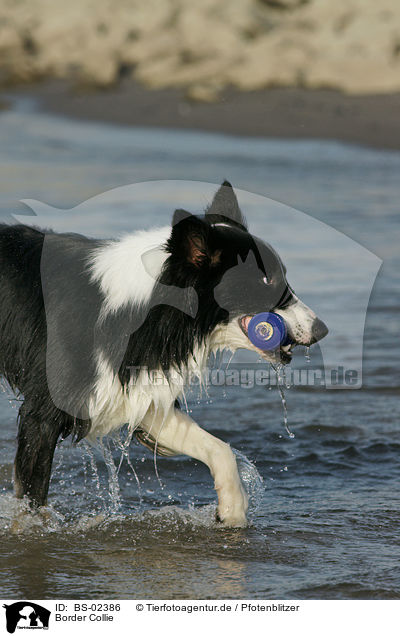 Border Collie / Border Collie / BS-02386