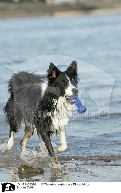 Border Collie / Border Collie / BS-02398
