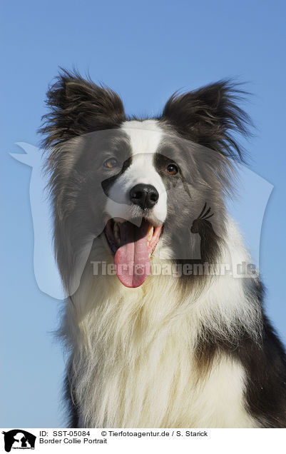 Border Collie Portrait / Border Collie Portrait / SST-05084