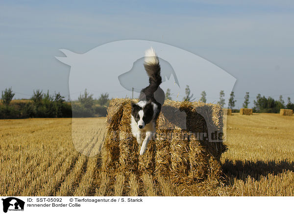 rennender Border Collie / running Border Collie / SST-05092