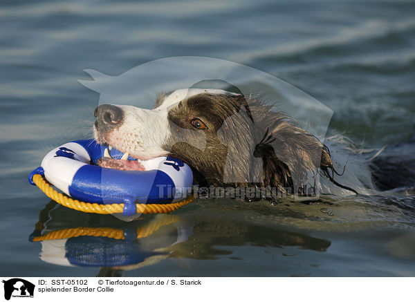 spielender Border Collie / playing Border Collie / SST-05102