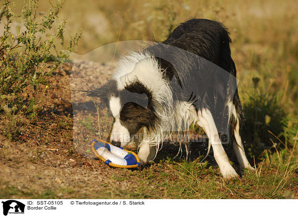 Border Collie / Border Collie / SST-05105