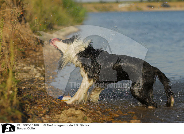 Border Collie / Border Collie / SST-05108