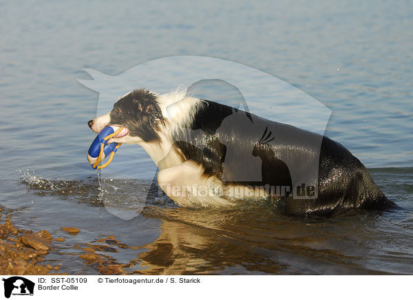 Border Collie / Border Collie / SST-05109