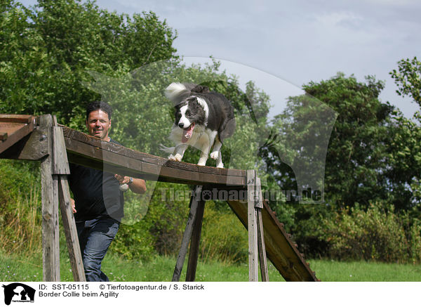 Border Collie beim Agility / Border Collie at agility / SST-05115