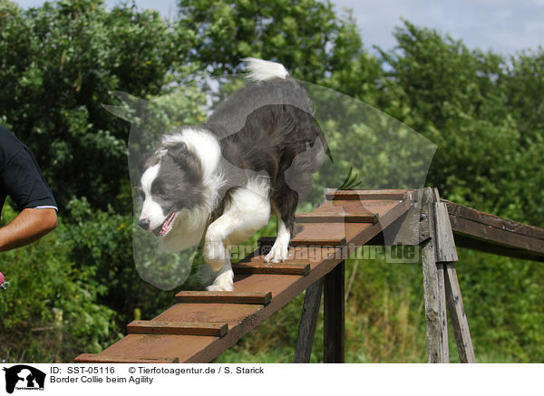 Border Collie beim Agility / Border Collie at agility / SST-05116