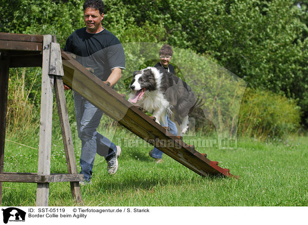 Border Collie beim Agility / Border Collie at agility / SST-05119