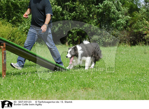 Border Collie beim Agility / Border Collie at agility / SST-05123