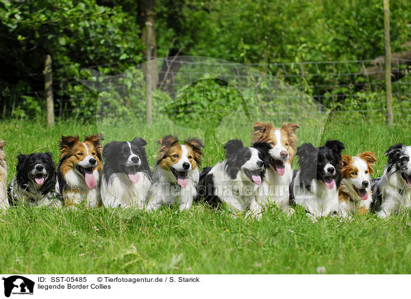 liegende Border Collies / lying Border Collies / SST-05485