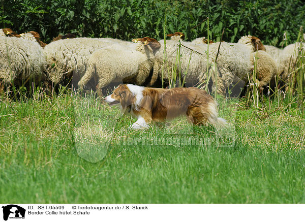 Border Collie htet Schafe / shepherding Border Collie / SST-05509