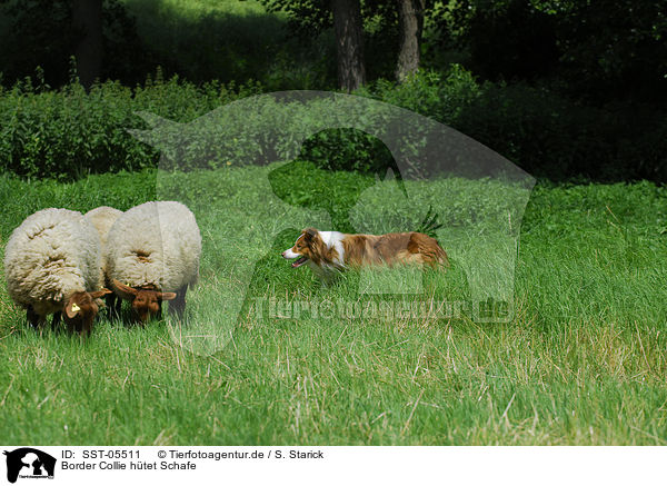 Border Collie htet Schafe / shepherding Border Collie / SST-05511