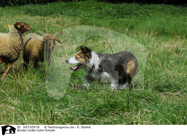 Border Collie htet Schafe / shepherding Border Collie / SST-05518