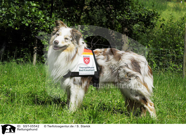 Rettungshund / rescue dog / SST-05542