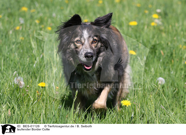 laufender Border Collie / walking Border Collie / BES-01126