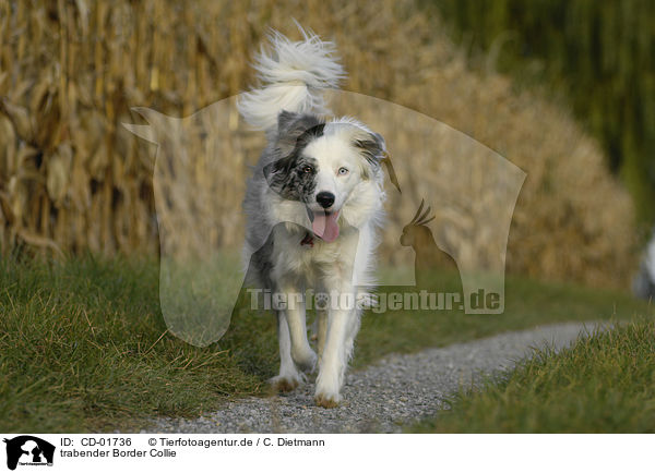 trabender Border Collie / trotting Border Collie / CD-01736