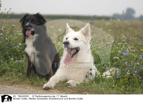 Border Collie, Weier Schweizer Schferhund und Border Collie / White Swiss Shepherd and Border Collie / TM-02050
