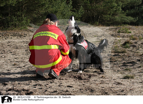 Border Collie Rettungshund / Border Collie / BES-01256
