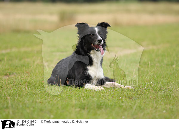 Border Collie / Border Collie / DG-01970