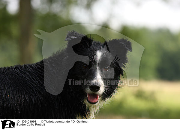 Border Collie Portrait / Border Collie Portrait / DG-01998