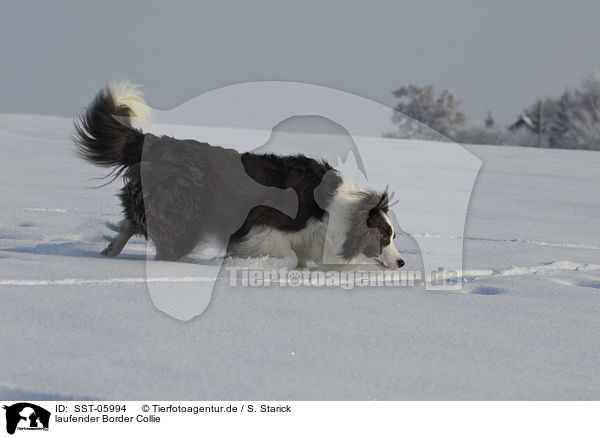 laufender Border Collie / walking Border Collie / SST-05994