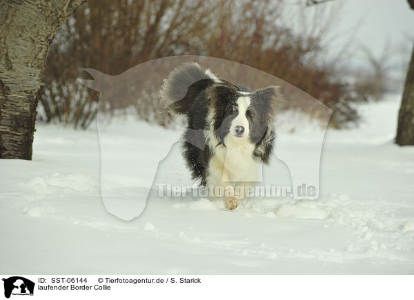 laufender Border Collie / walking Border Collie / SST-06144