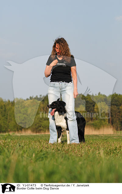 Border Collie beim Dog Dance / YJ-01473
