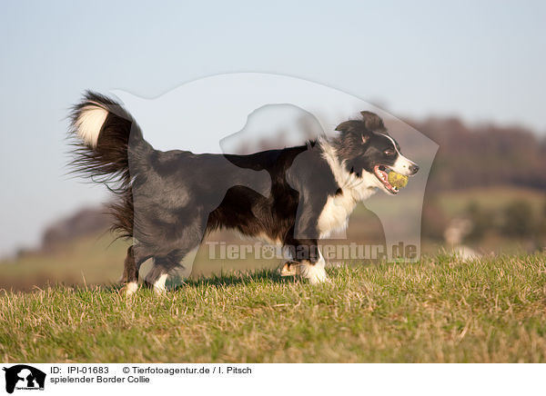 spielender Border Collie / playing Border Collie / IPI-01683