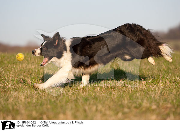 spielender Border Collie / IPI-01692