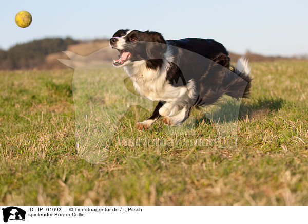 spielender Border Collie / playing Border Collie / IPI-01693