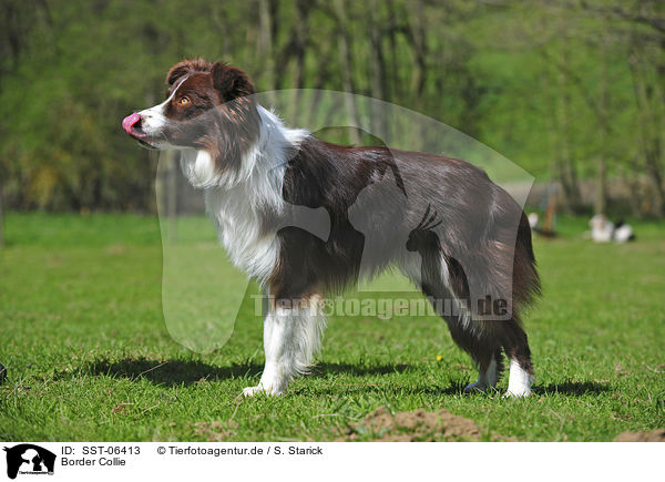 Border Collie / Border Collie / SST-06413
