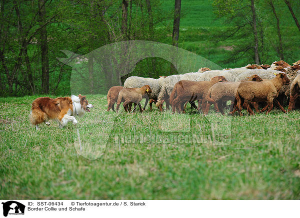 Border Collie und Schafe / SST-06434