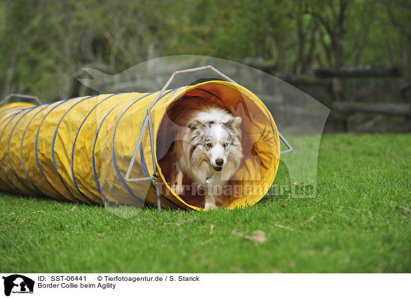 Border Collie beim Agility / Border Collie at agility / SST-06441