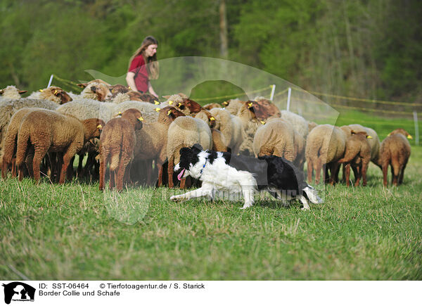 Border Collie und Schafe / SST-06464