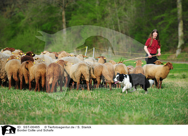 Border Collie und Schafe / SST-06465